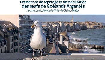 La mission: stérilisation des oeufs de goélands argentés à Saint-Malo